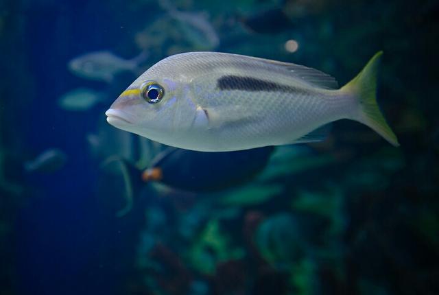 如何养海水观赏鱼视频:如何选择海水观赏鱼 养海水鱼的海水怎么调制？