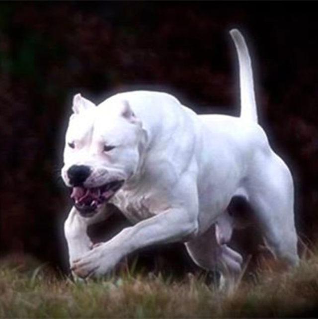 阿根廷杜高犬性格介绍:杜高犬真的可以抓野猪吗我有杜高犬但是没试过？ 阿根廷犬杜高犬咬人吗