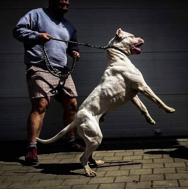 阿根廷杜高犬性格介绍:杜高犬真的可以抓野猪吗我有杜高犬但是没试过？ 阿根廷犬杜高犬咬人吗