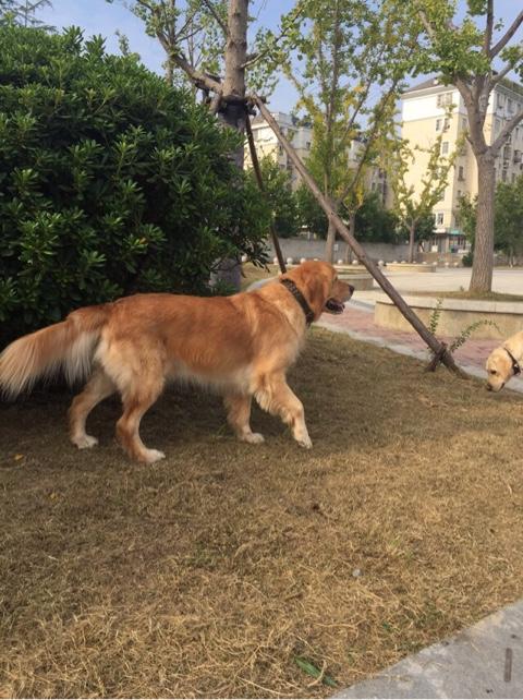 拉布拉多犬服从性怎么样，金毛、拉布拉多等品种的狗狗真的没有攻击力吗