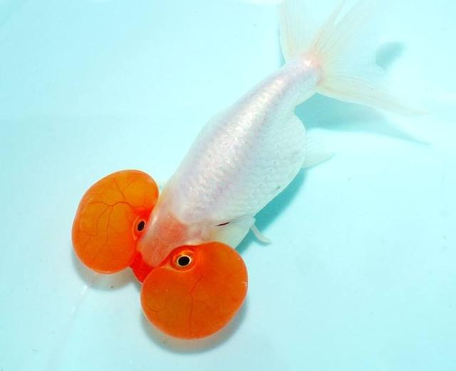 金鱼是鲫鱼杂交的吗，普通金鱼颜色变成白色的了，是怎么回事