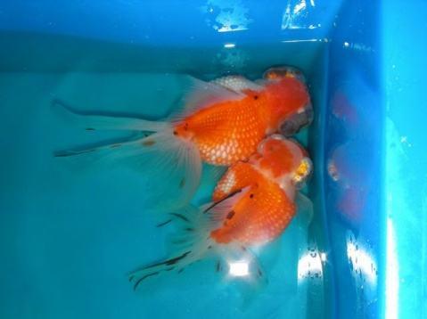 无背鳍狮子头金鱼:家养金鱼可以活几年？该怎么养？
