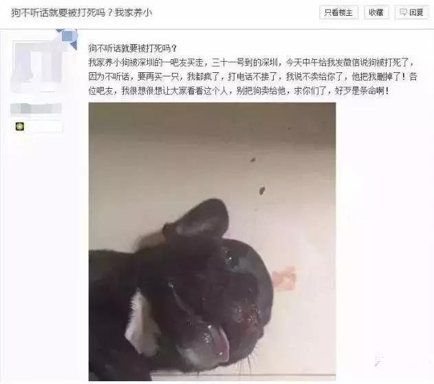 摔柯基 何兴丽:狗不听话就打死，你怎么看？