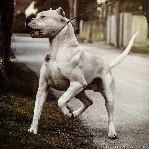 舟山斯巴达罗威纳犬舍官网:城市禁止养大型犬，那为什么还有人养金毛和藏獒？ 舟山斯巴达犬业罗威纳价格