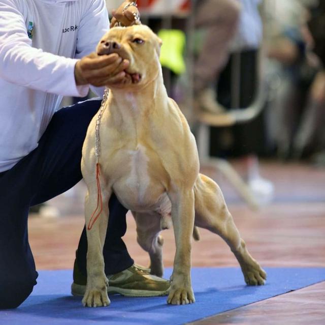 比特狗:比特狗区块链 重庆4岁男童被比特犬咬住腿，遇到恶犬时该如何处理？