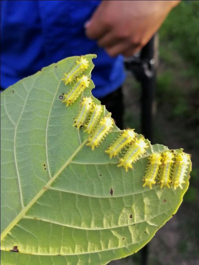 头条问答 - 你们那里有这种虫子吗,被蛰了怎么办?(6个回答)