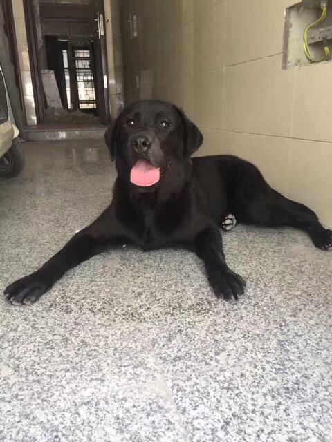 拉不拉多犬幼犬:拉布拉多幼犬吃什么，能吃肉吗？ 拉布拉多犬幼犬