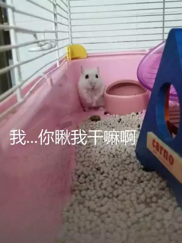 白腰金丝熊图片:白腰杂银金丝熊图片 秀一下你们家仓鼠的照片吧？