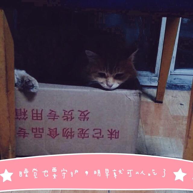 褴褛猫吧:网友养了只田园猫被养蓝猫的同学嫌弃，不是品种猫真的就差吗？
