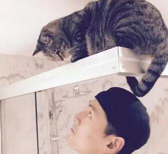 动物星球之猫:动物星球之猫小班教案 娱乐圈有哪些十分喜欢小动物的明星？