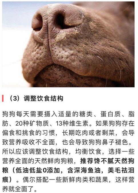 可卡幼犬变色过程:可卡幼犬的鉴定方法 狗狗鼻子褪色，有什么办法吗？