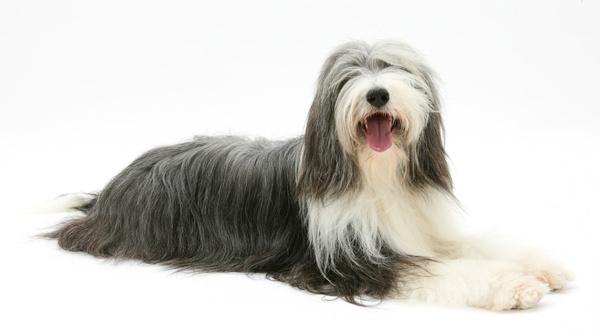 昆仑山脉犬和伯恩山犬:想要养一条大狗，陪伴宝宝一起成长。什么狗适合呢？ 中国昆仑山脉犬和伯恩山犬区别