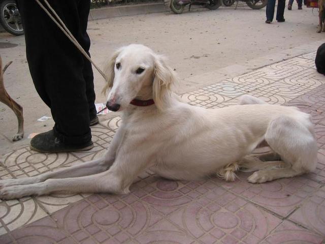 现实中的啸天神犬战斗力最强的狗:《西游记》中哮天犬实力如何？为什么能咬下九头虫一个头？