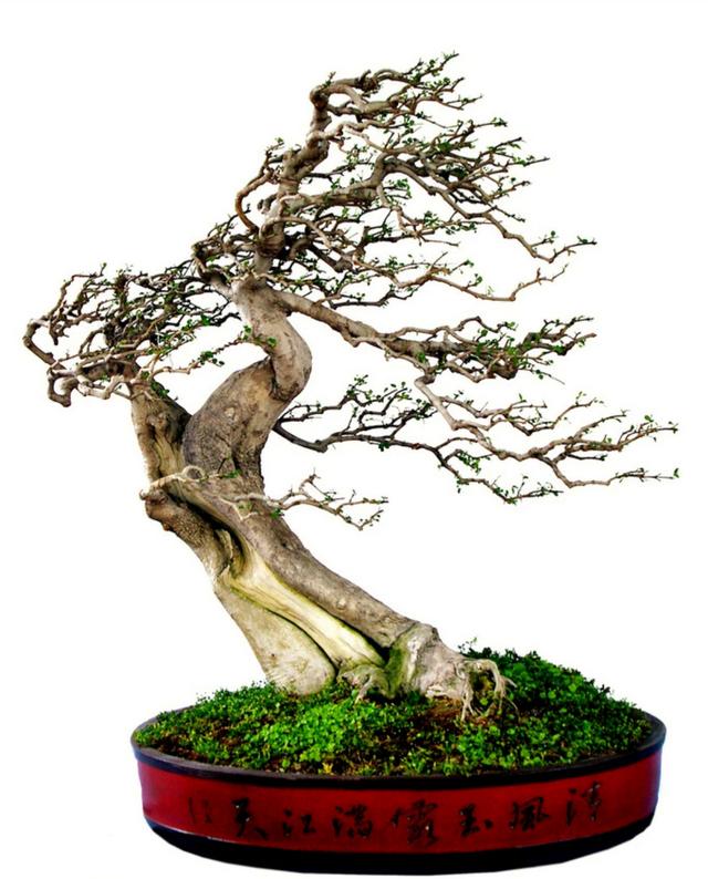 头条问答 - 假山景观盆景花卉店.