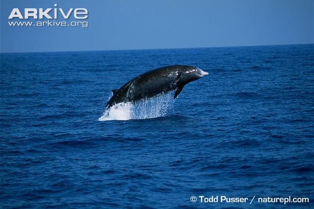 深海狮子鱼:马里亚纳海沟最深处有什么大型生物？