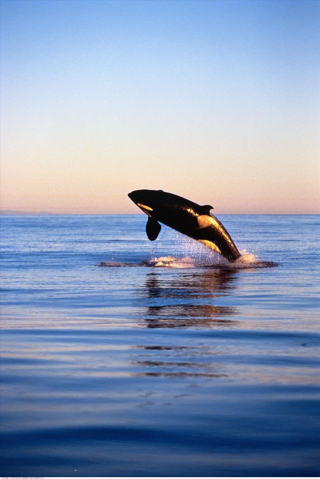 深海狮子鱼:马里亚纳海沟最深处有什么大型生物？