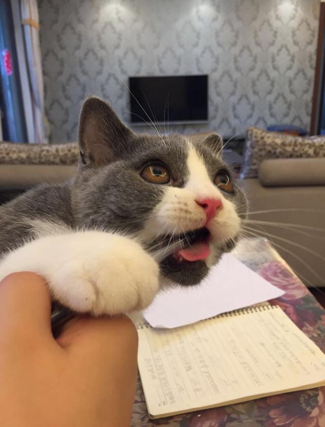 猫咪:你家猫咪有哪些特别的癖好？