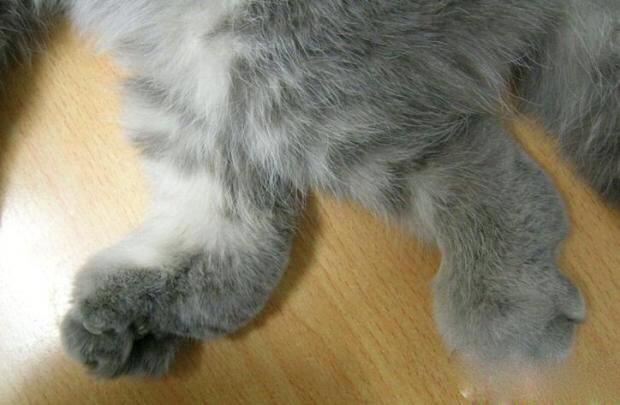 头条问答 - 折耳猫的软骨病怎么治?(4个回答)