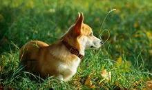 法兰德斯牧牛犬冠军:狗界中你觉得哪些狗狗最萌最可爱呢？ 法兰德斯牧牛犬