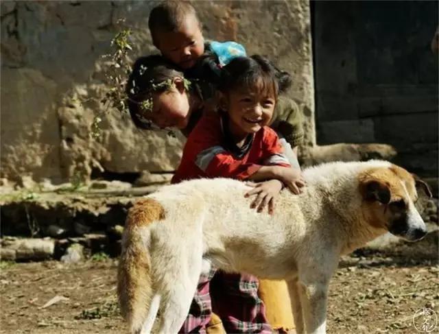 gogo中国名狗:土狗那么忠诚，为什么很多人却瞧不起土狗？