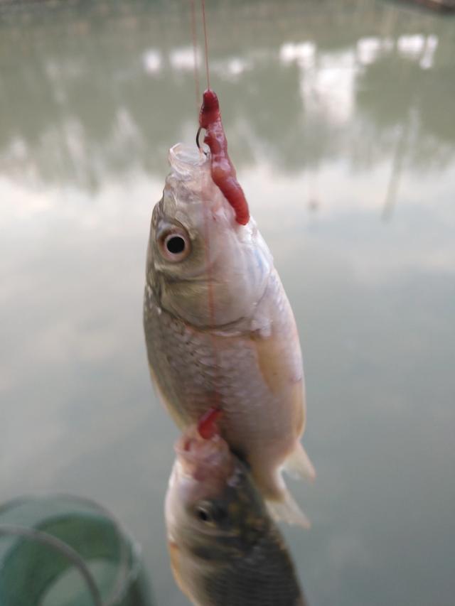鱼活饵:谁能介绍一下自制鱼饵的配方？