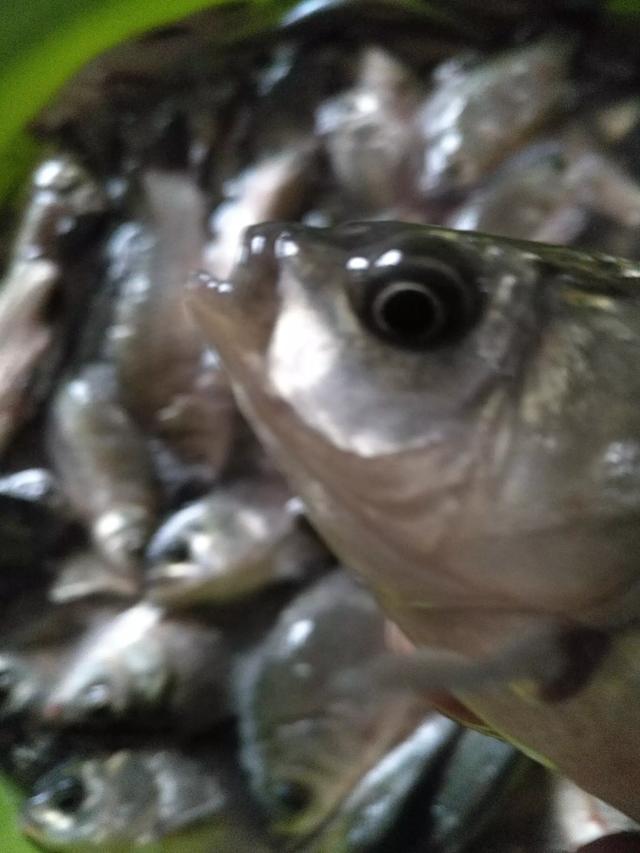 鱼活饵:谁能介绍一下自制鱼饵的配方？