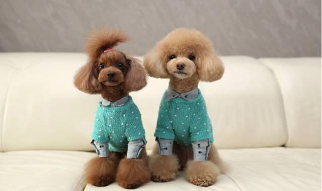家里的松狮犬视频:松狮犬和贵宾犬一起养可以吗？ 巨型松狮犬视频