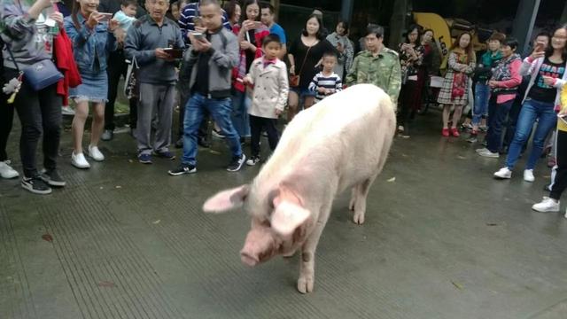 地震后的狗狗高清:汶川地震“猪坚强”住一室一厅还有专人伺候，你怎么看？ 地震后的狗狗