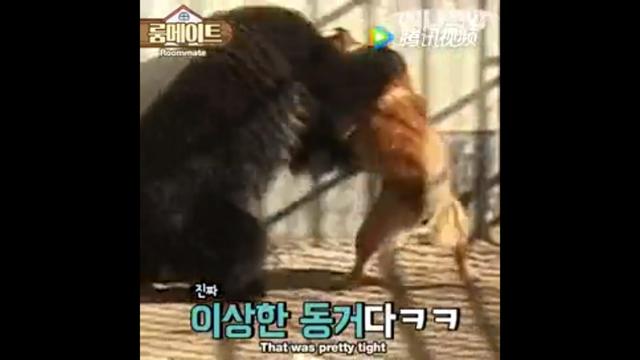 狼狗和土狗打架谁厉害:最凶猛的中华田园犬能打败成年雄狮吗？
