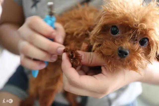 快乐到家贵宾狗图片:泰迪犬为什么感觉那么受欢迎？