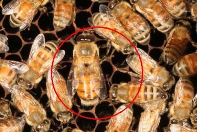 了解有关于蜜蜂的知识:了解更多关于蜜蜂的知识 蜜蜂里面的蜂王、蜂后、工蜂有什么区别？谁能普及下蜜蜂的知识？