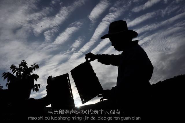 了解有关于蜜蜂的知识:了解更多关于蜜蜂的知识 蜜蜂里面的蜂王、蜂后、工蜂有什么区别？谁能普及下蜜蜂的知识？