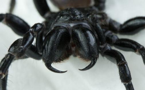 头条问答 - 为什么昆虫不是上下咬合型口器,而是左右咬合型口器?