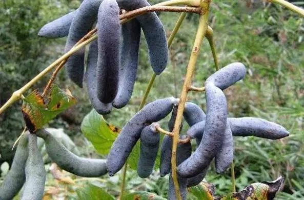 常年吃酵素肠子表面像蛇皮，哪些水果长的奇特却很好吃？ ​​？