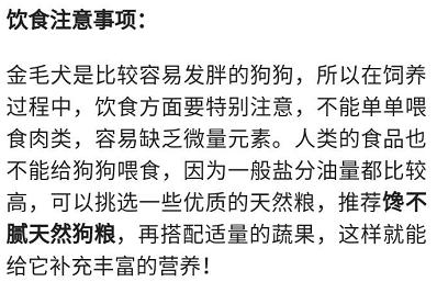 金毛巡回猎犬吃什么:如何让金毛狗狗的饮食更加营养健康？ 金金毛巡回猎犬的图片