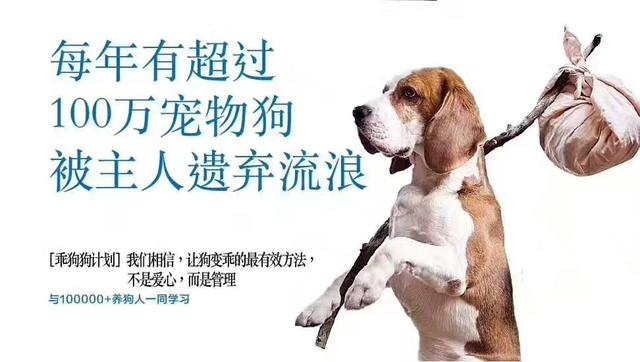 狗狗训练手册:怎么训练狗狗才是正确的方法？ 狗狗训练手势