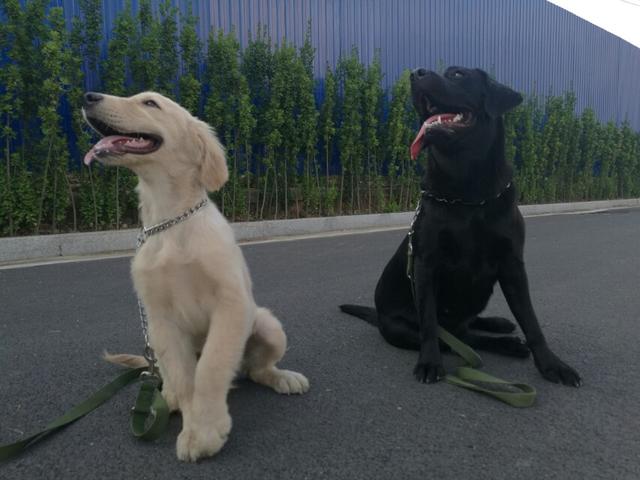 狗狗训练手册:怎么训练狗狗才是正确的方法？ 狗狗训练手势