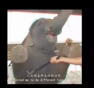 黑象鱼:针对在泰国旅游业继续存在的《黑象》问题，大家怎么看？