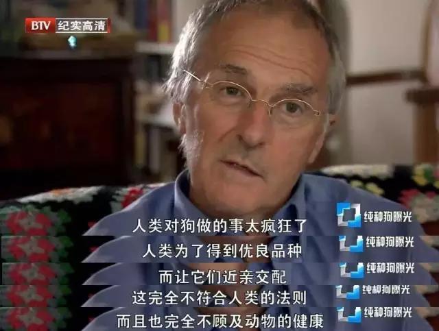 狗和人杂交:为什么觉得狗狗纯种好，而人类混血好？