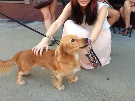 狗和人杂交:为什么觉得狗狗纯种好，而人类混血好？