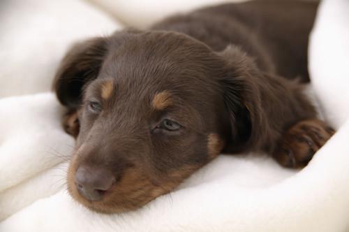 头条问答 狗狗便秘了咋办 好几天没拉了 毛小汪狗狗训练的回答 0赞