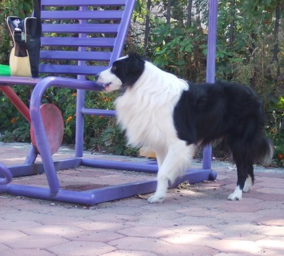 边境牧羊犬性格:边牧被送到新主人家里，能很快适应新环境吗？