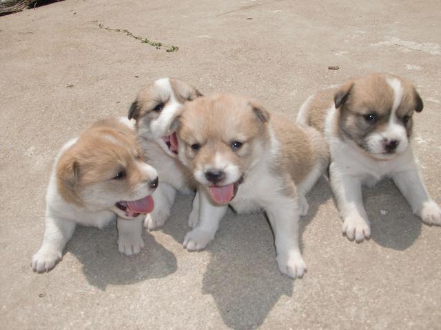 中国田园守望犬:为什么很多人都讨厌中华田园犬？