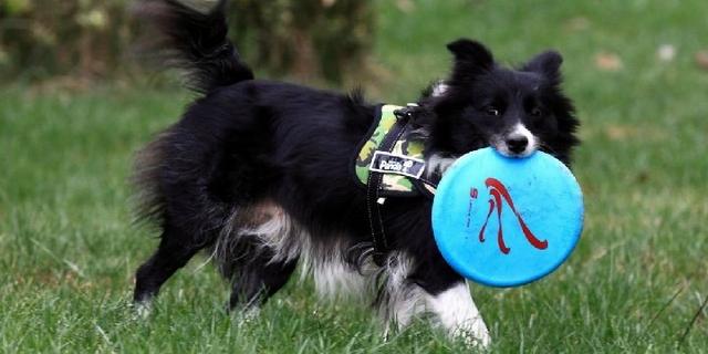 对于初学者来说边境牧羊犬好养么:想养一只边牧，请问有什么需要注意的地方吗？ 边境牧羊犬适合新手养吗