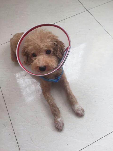 犬瘟热怎么治疗:犬瘟热的治疗方法 狗狗得了犬瘟热有什么治疗的特效药和方法？