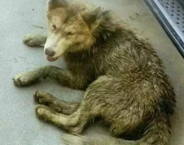 犬瘟热怎么治疗:犬瘟热的治疗方法 狗狗得了犬瘟热有什么治疗的特效药和方法？
