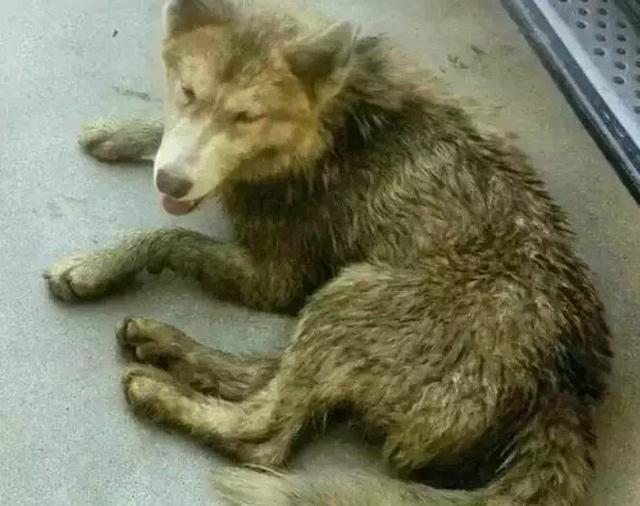 关于藏獒犬瘟热的治疗:我家的藏獒犬为什么总是流眼泪，眼睛上老是脏，有什么办法吗？ 藏獒犬瘟热的特征