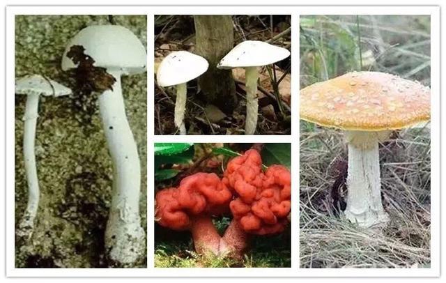 野生蘑菇究竟有多毒，为什么有的人吃野生菌会中毒，甚至身亡