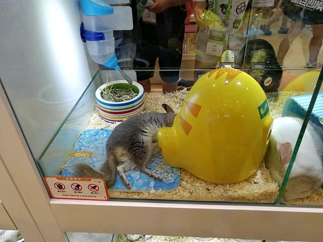 亚洲宠物展20198月:亚洲宠物展2021上海 城市小区养犬的危害有哪些？