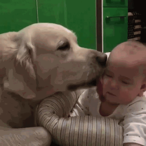 人犬交:孩子和狗狗一起养，将来能与人合群吗？
